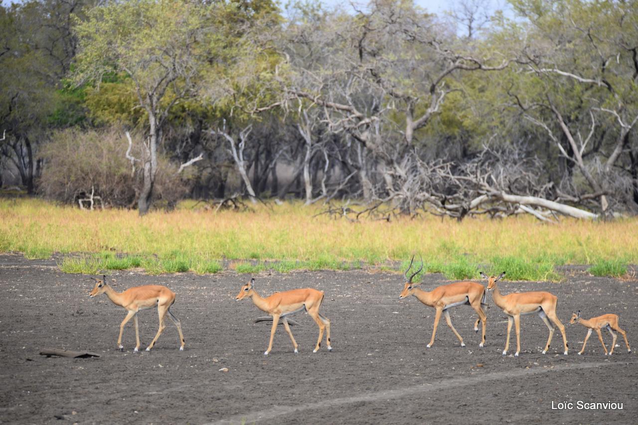 Impala (1)