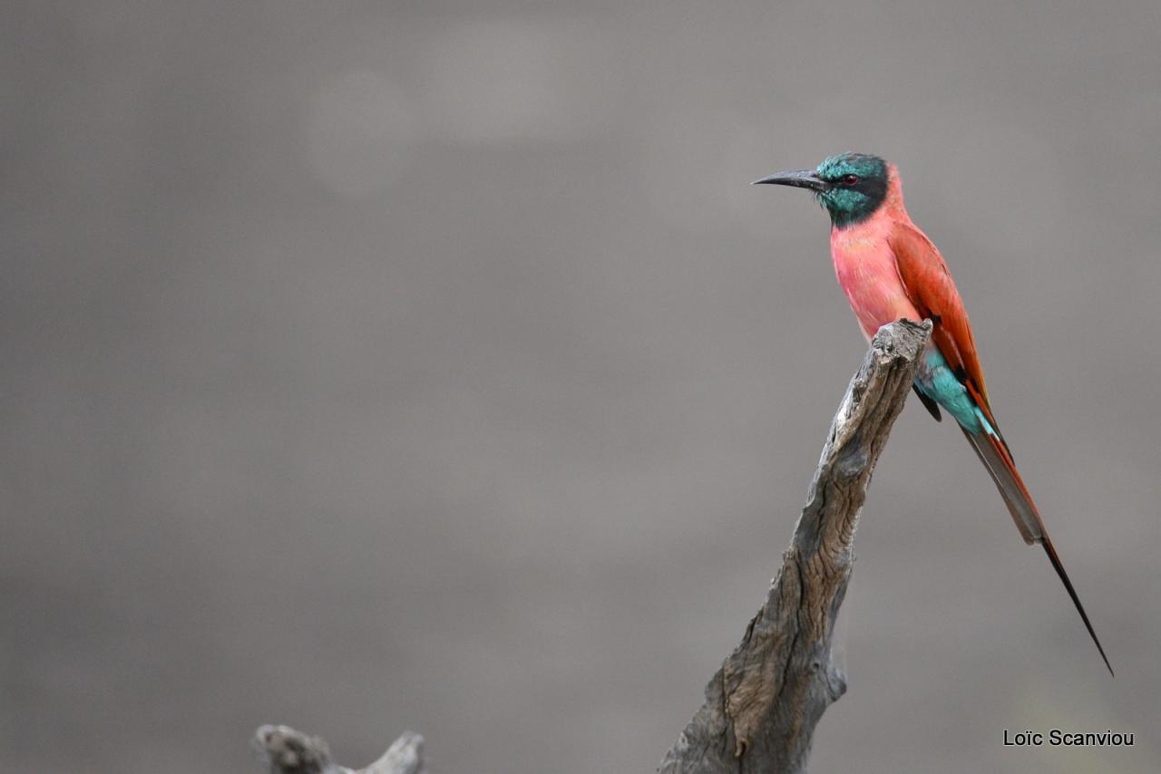 Guêpier écarlate/Northern Carmine Bee-Eater (8)