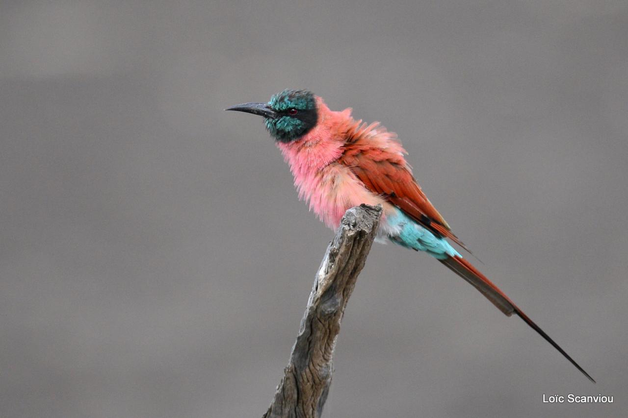 Guêpier écarlate/Northern Carmine Bee-Eater (9)