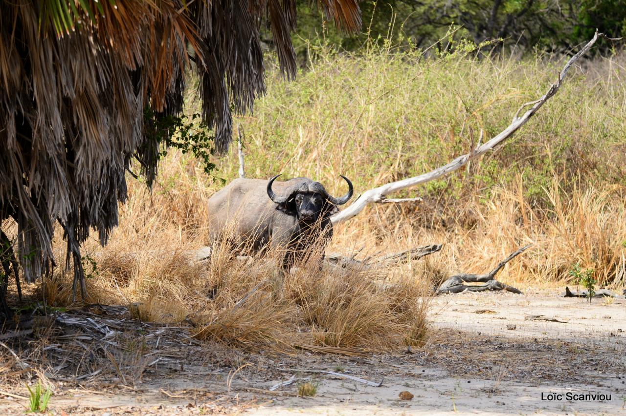 Buffle du Cap/Cape Buffalo (9)