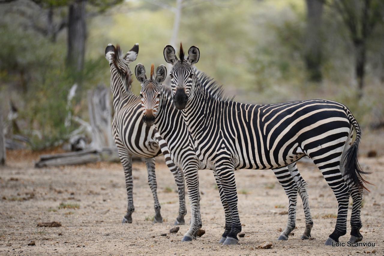 Zèbre de Burchell/Burchell's Zebra (4)