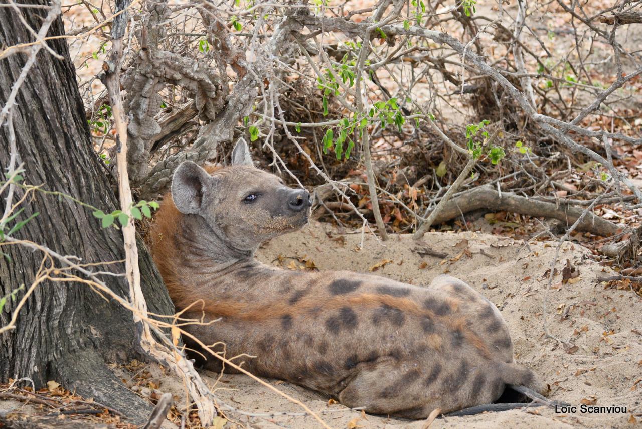 Hyène tachetée/Spotted Hyena (1)