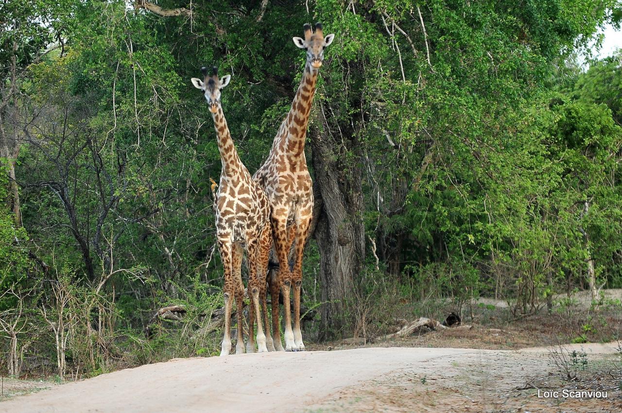 Girafe masaï/Masai Giraffe (16)