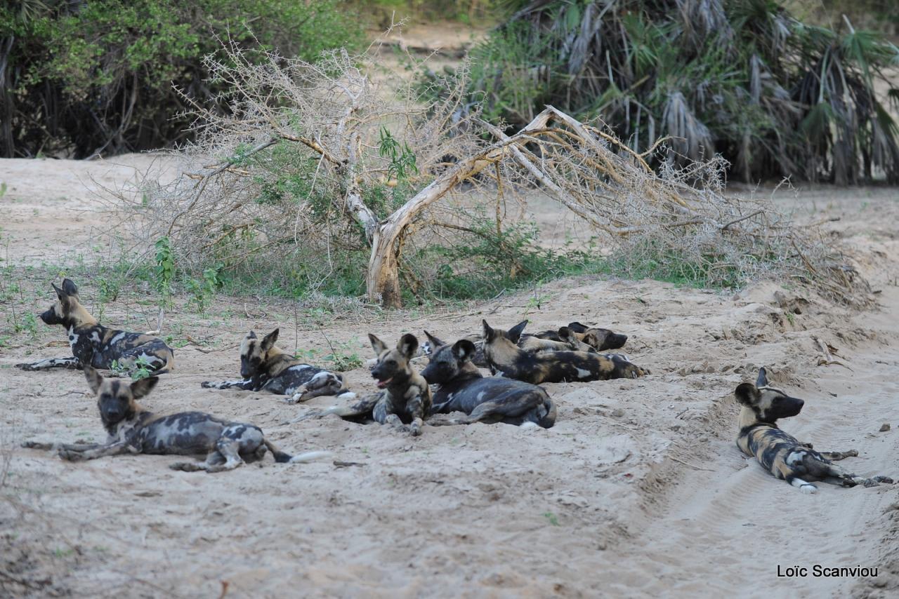 Lycaon/African Wild dog (1)