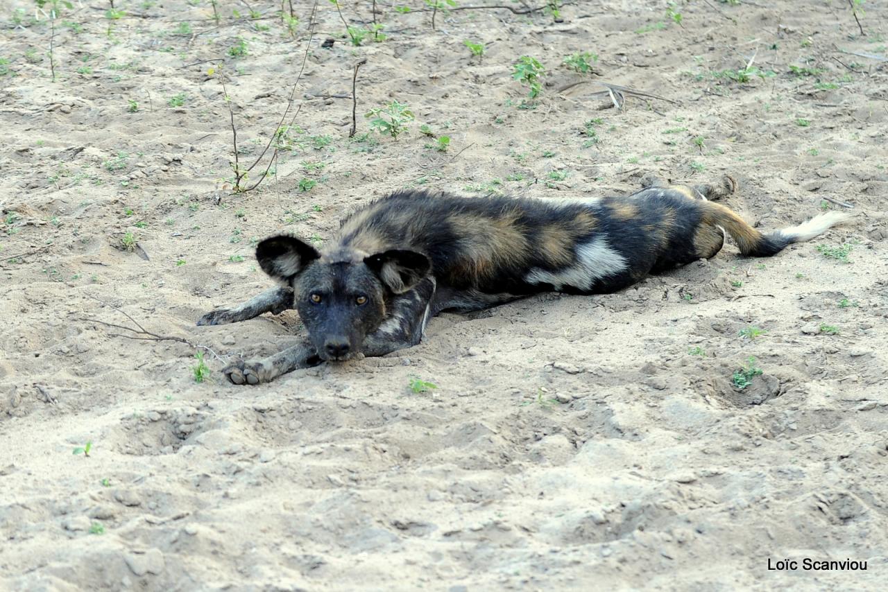 Lycaon/African Wild dog (2)