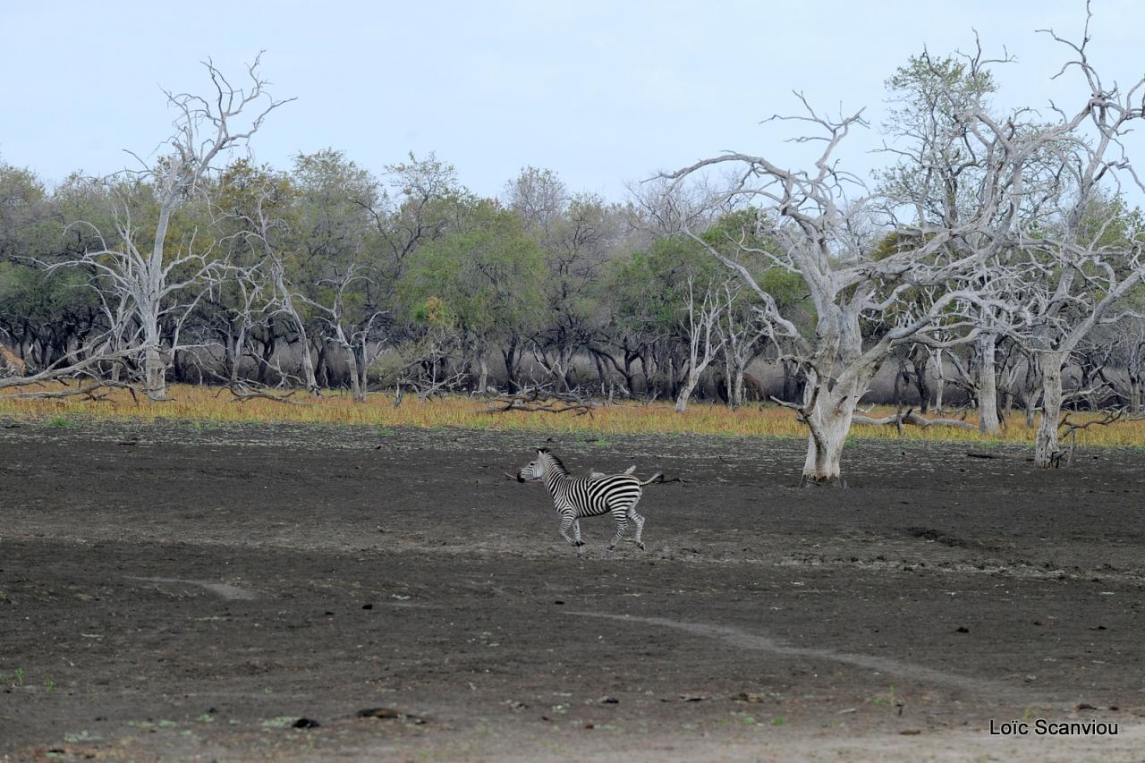 Zèbre de Burchell/Burchell's Zebra (5)