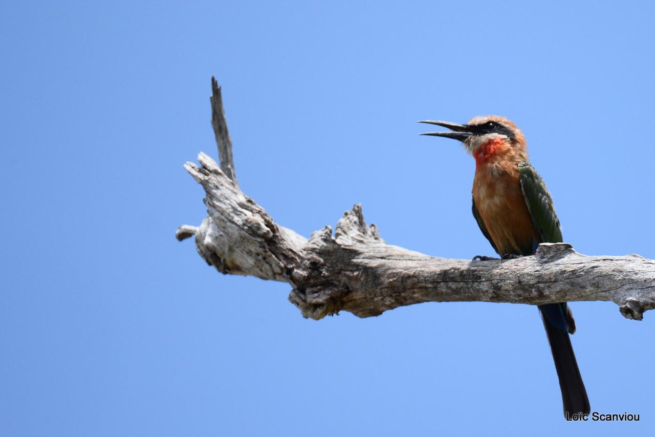 Guêpier à front blanc/White-fronted Bee-eater (3)