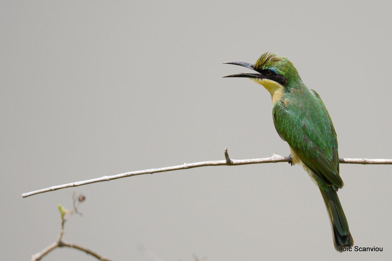 Guêpier nain/Little Bee-eater (1)