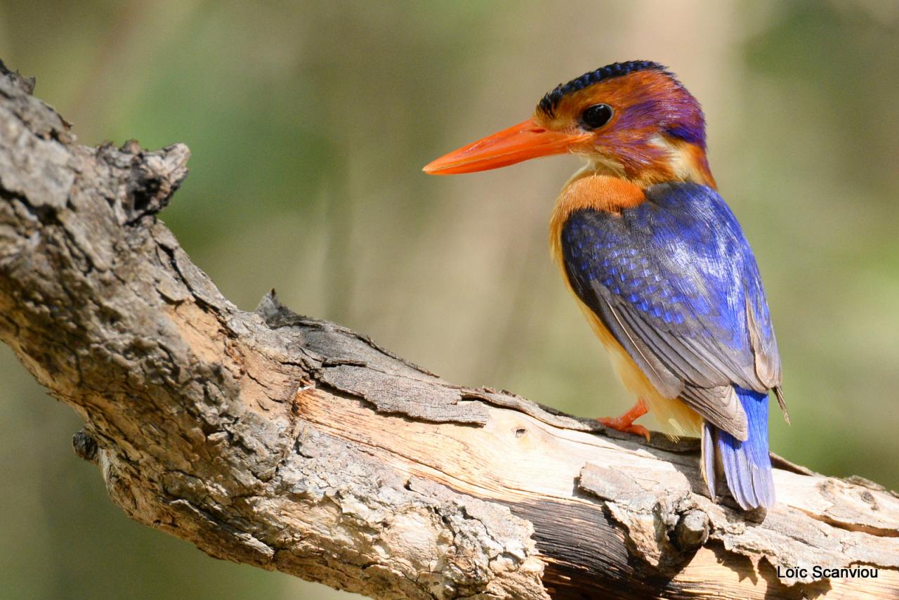 Martin-Pêcheur pygmée/African Pygmy-Kingfisher (1)