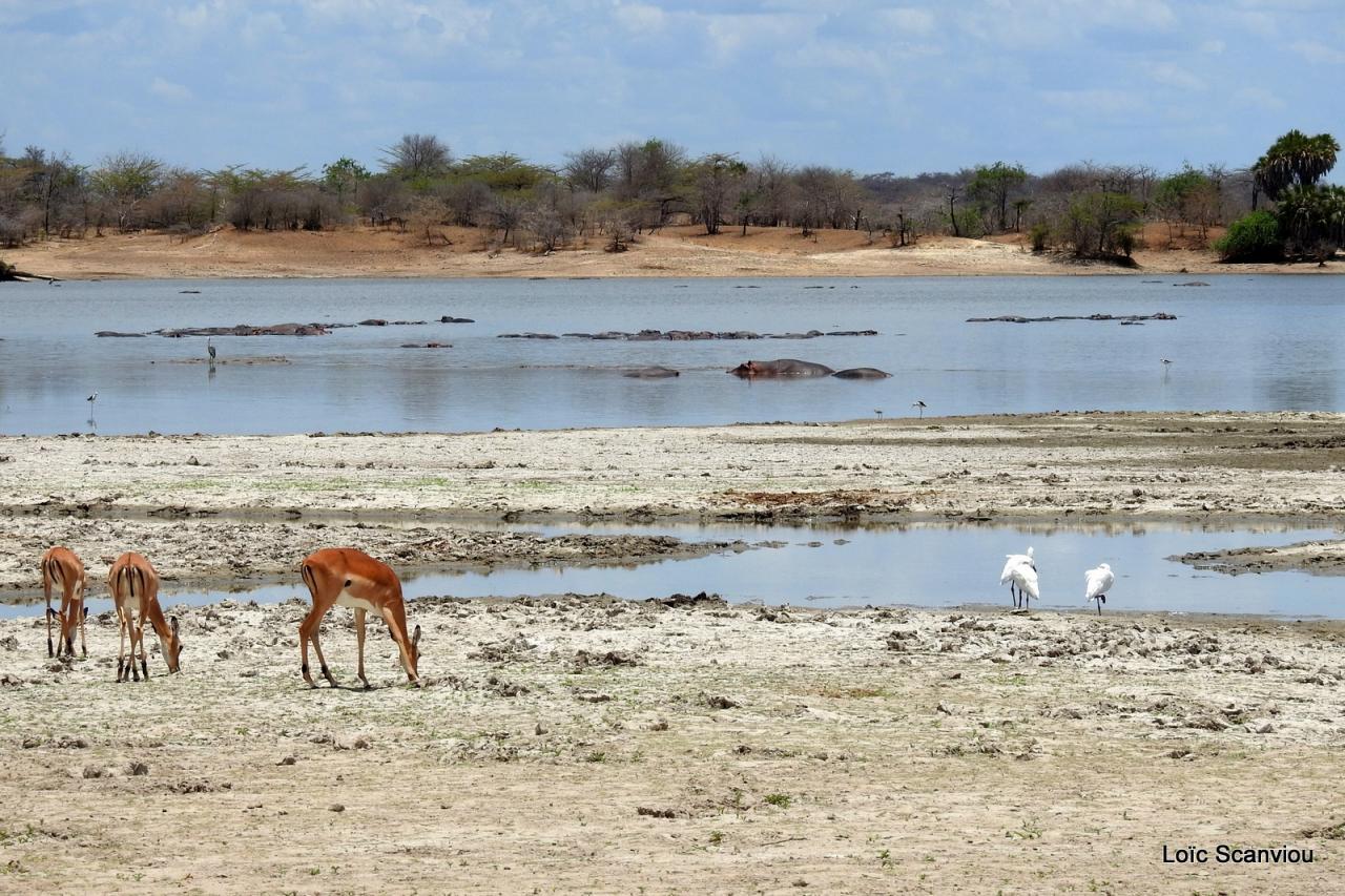 Impala (1)