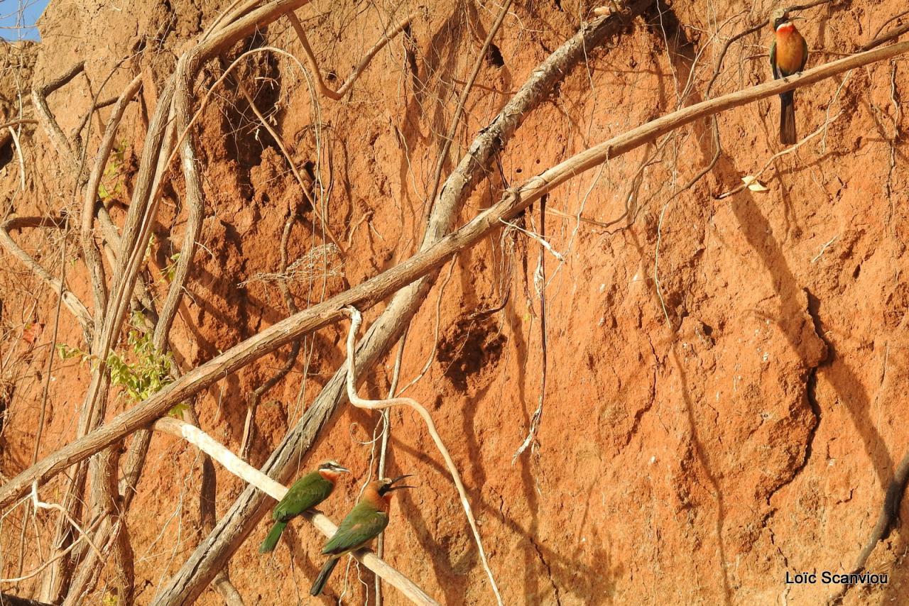 Guêpier à front blanc/White-fronted Bee-eater (1)