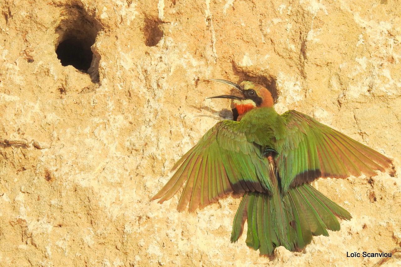 Guêpier à front blanc/White-fronted Bee-eater (2)