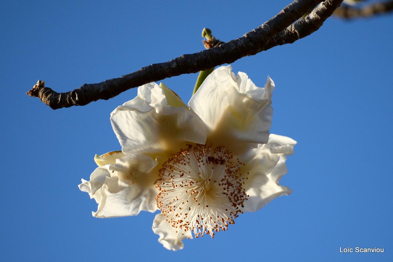 Fleur de baobab/Baobab tree flower (2)