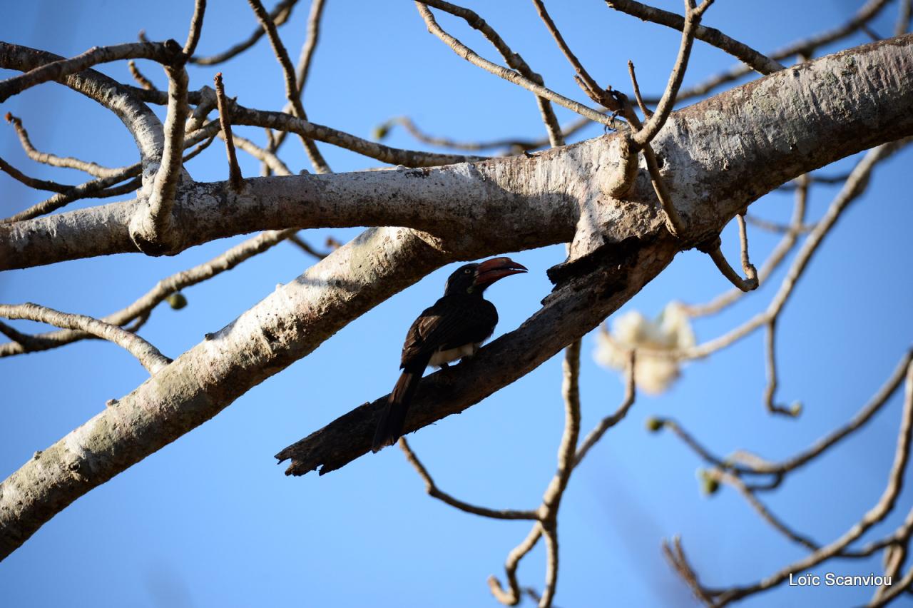 Calao couronné/Crowned Hornbill (1)