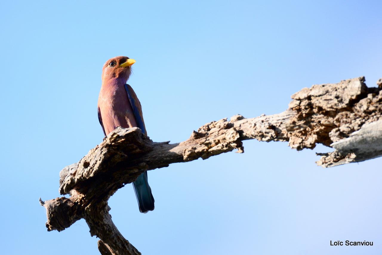 Rolle violet/Broad-billed Roller (1)