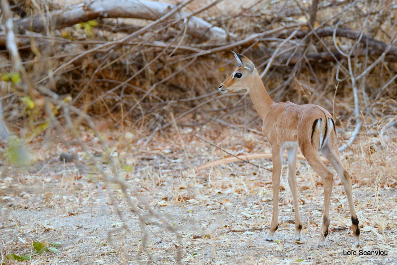 Impala (2)