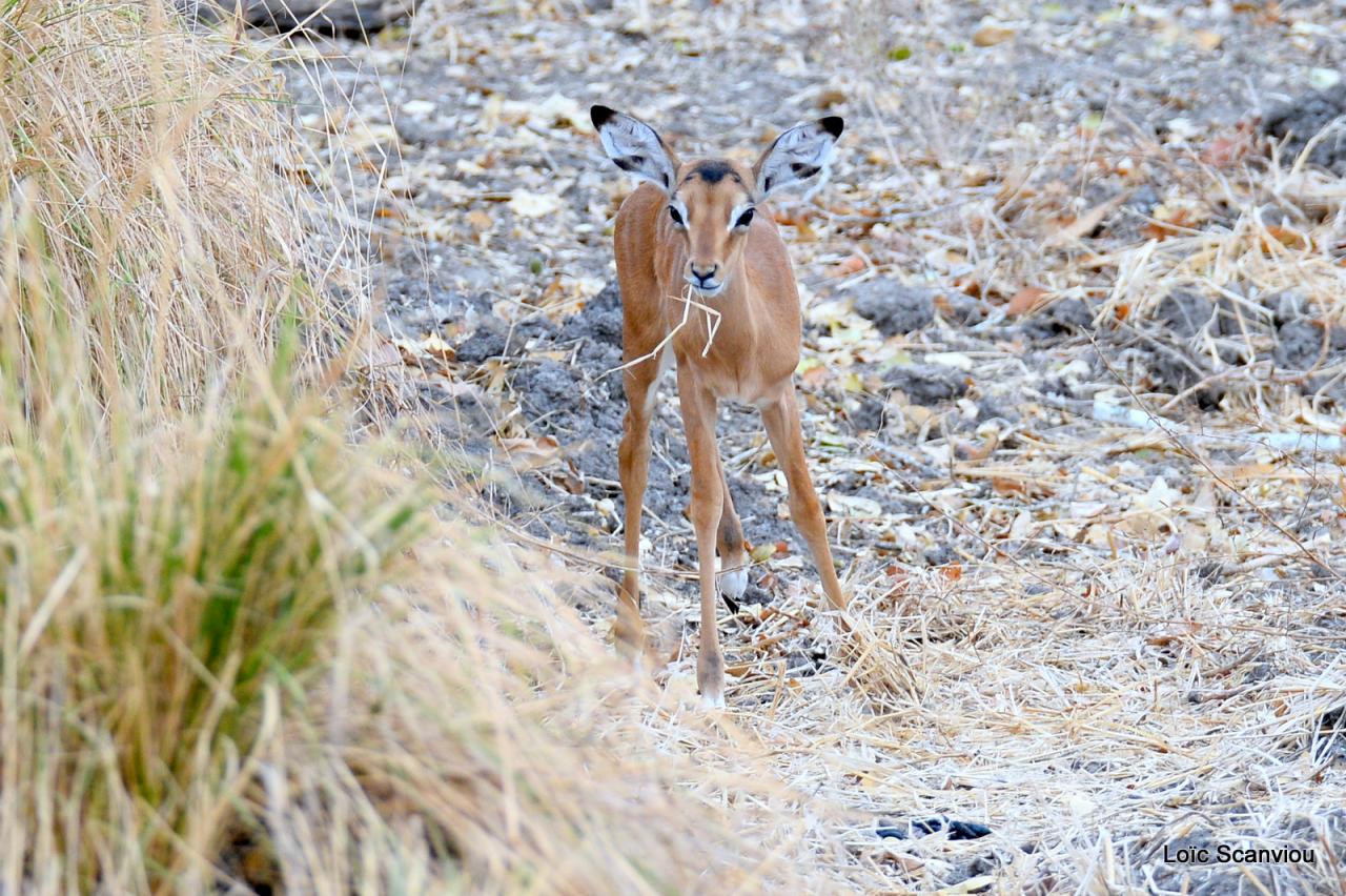 Impala (3)