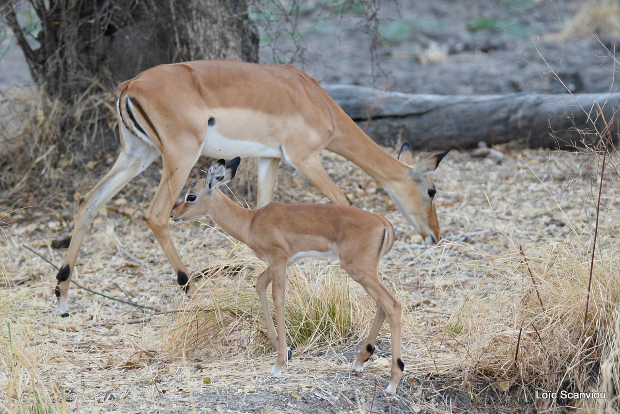 Impala (4)