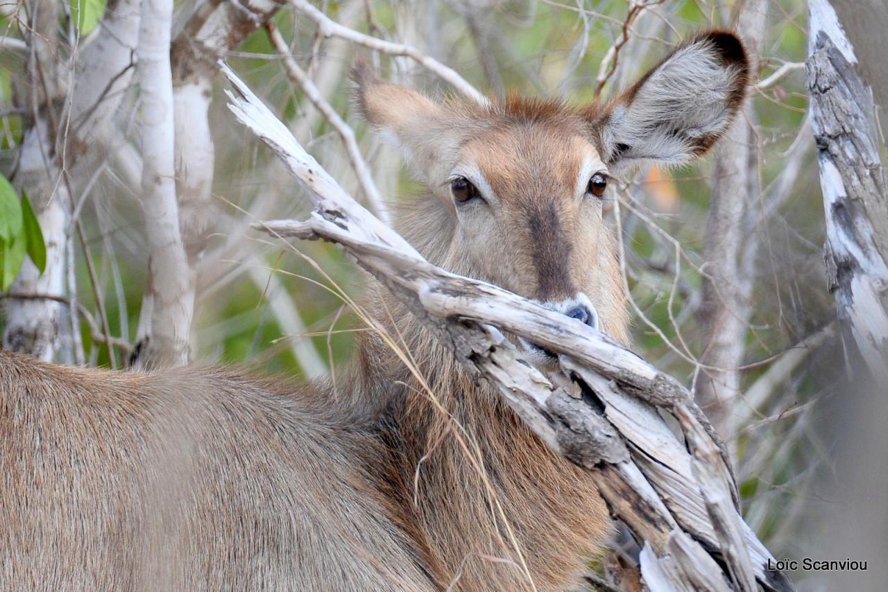 Cobe à croissant/Waterbuck (1)