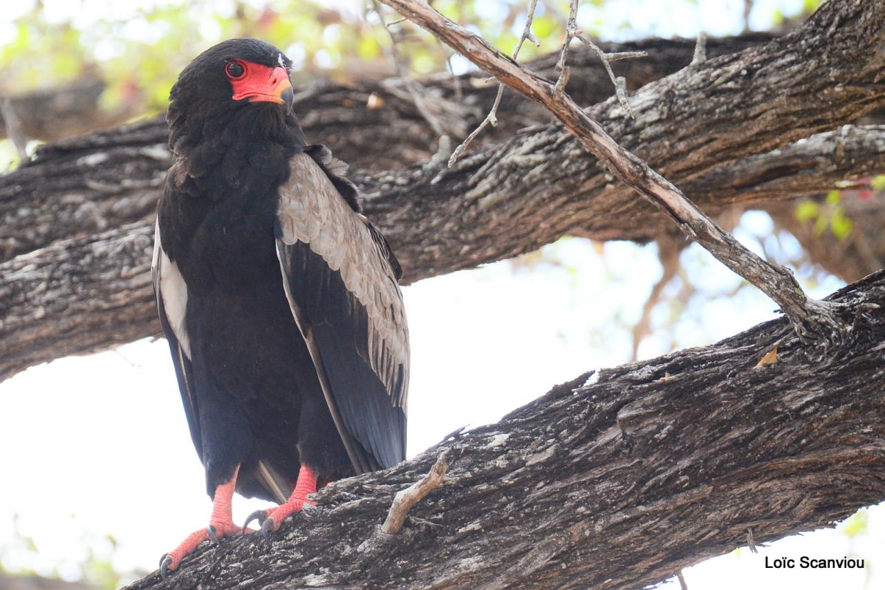 Aigle bateleur/Bateleur Eagle (1)