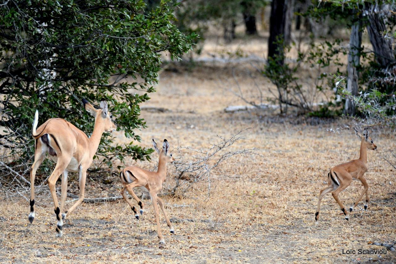 Impala (5)