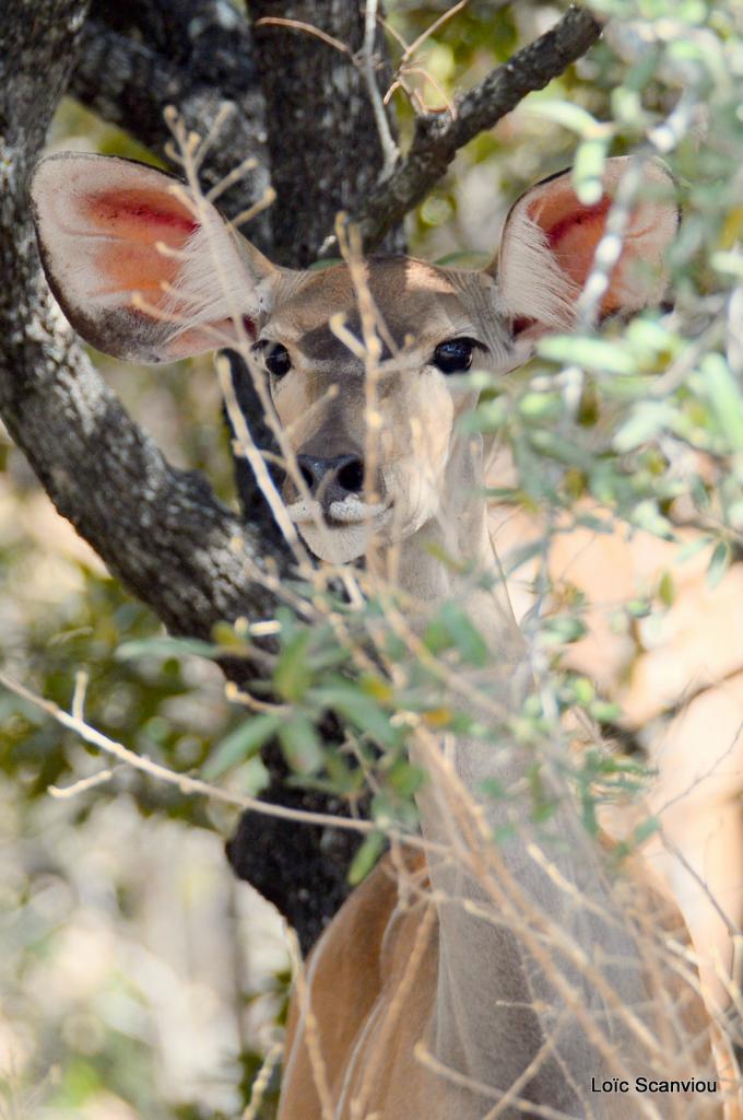 Koudou/Kudu (1)