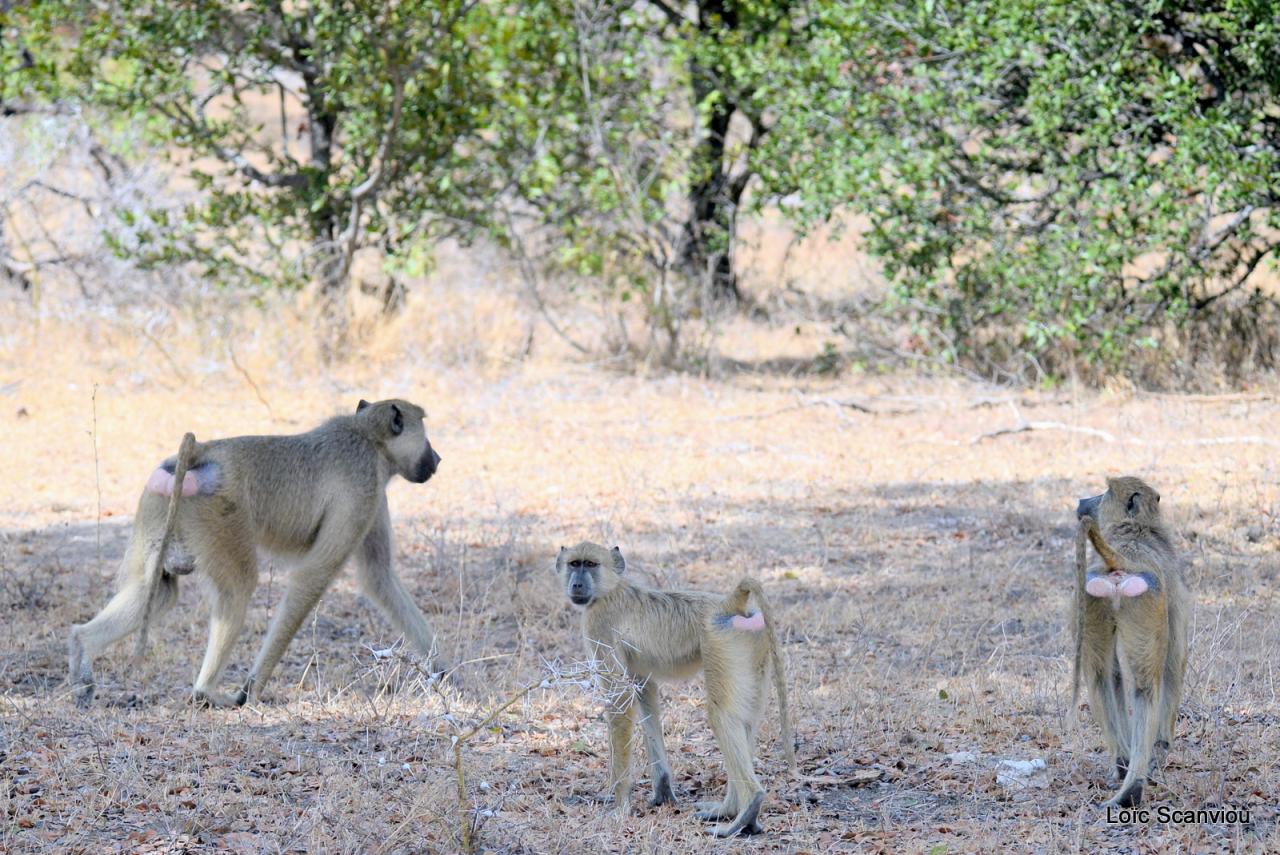 Babouin/Baboon (1)