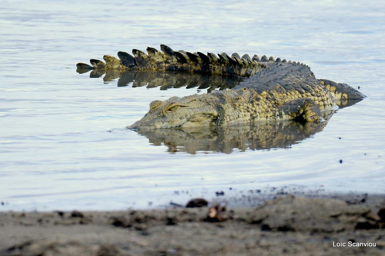 Crocodile (3)