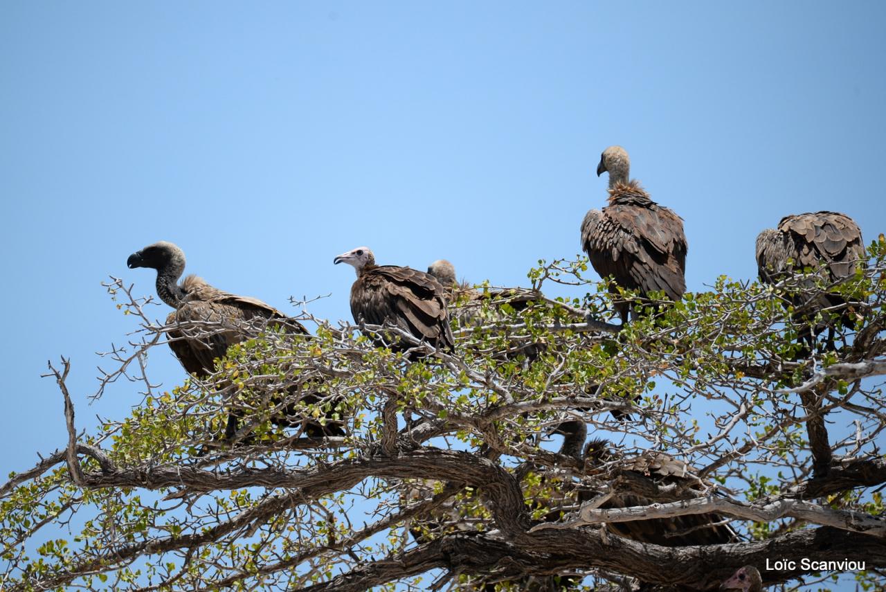 Vautours/Vultures (1)