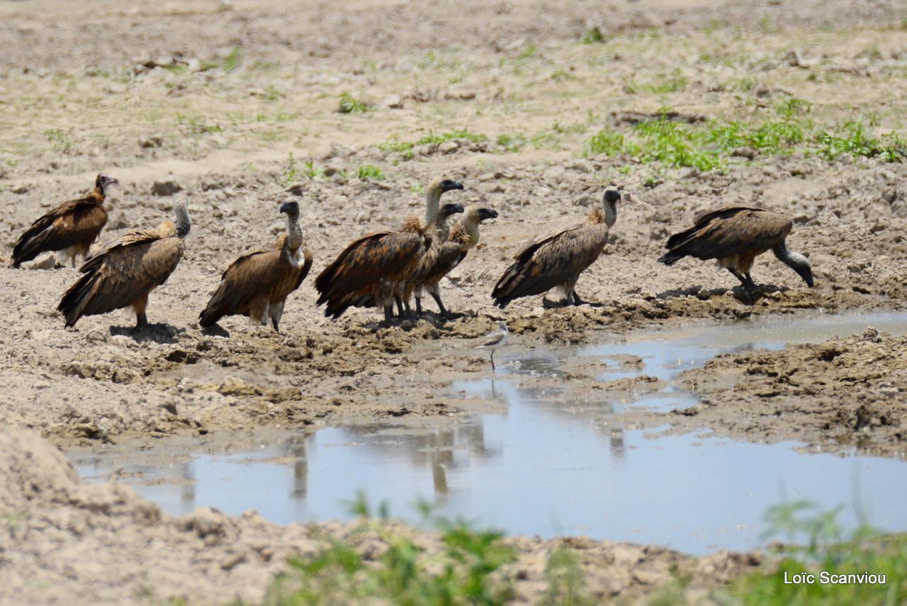 Vautour africain/African White-backed Vulture (1)