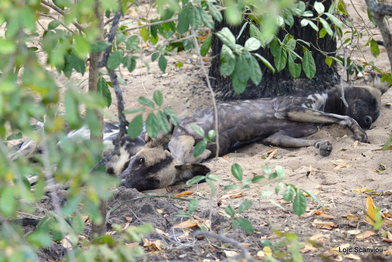 Lycaon/African Wild dog (1)