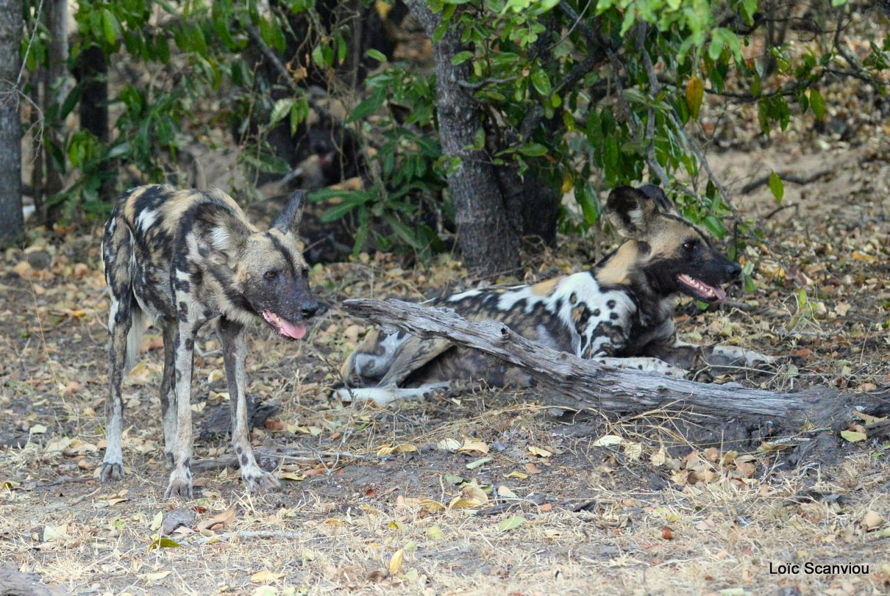 Lycaon/African Wild dog (2)