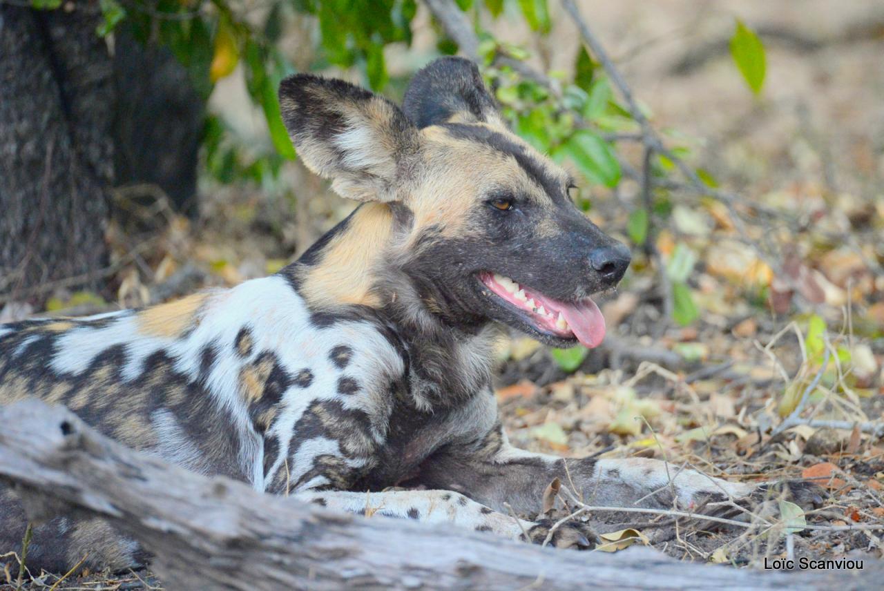 Lycaon/African Wild dog (3)