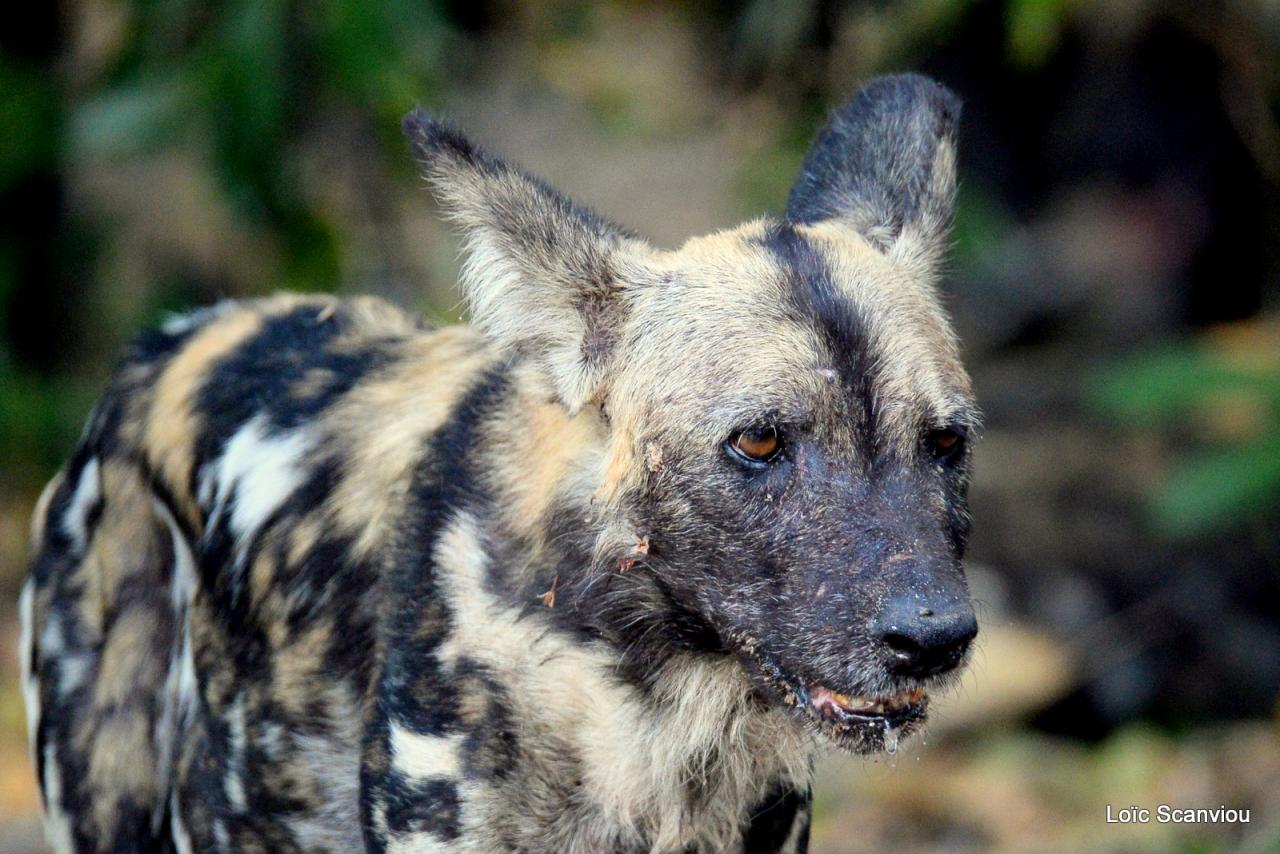 Lycaon/African Wild dog (4)