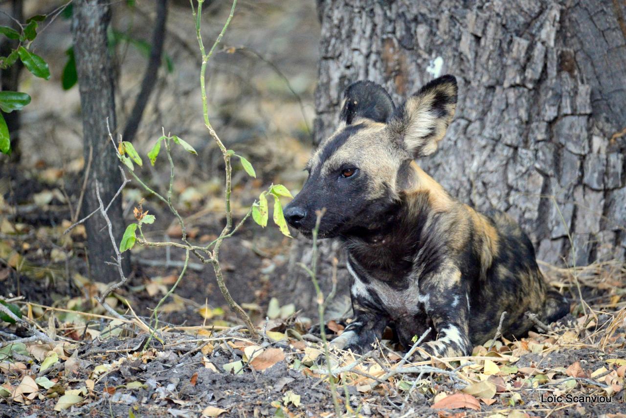 Lycaon/African Wild dog (5)