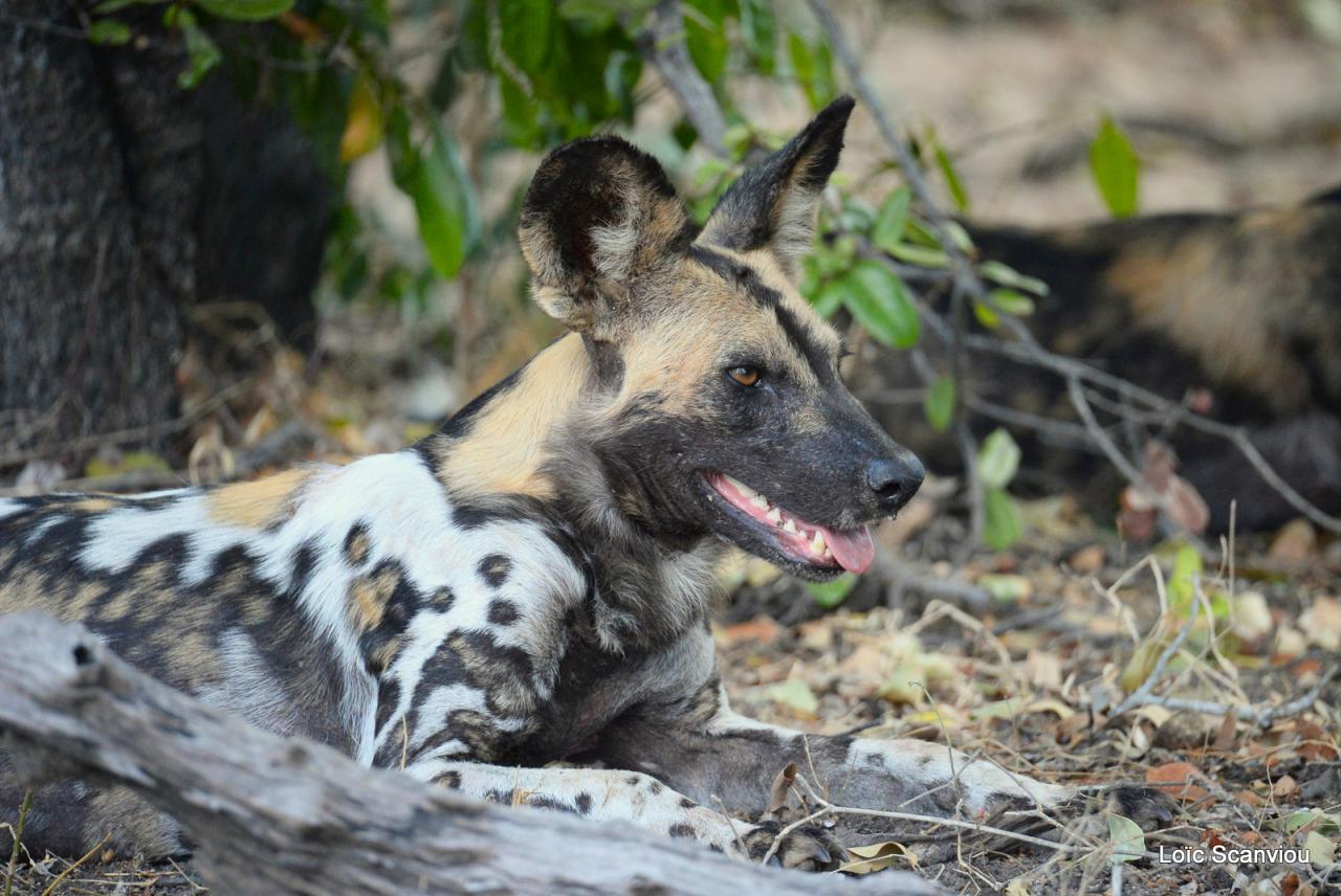 Lycaon/African Wild dog (6)