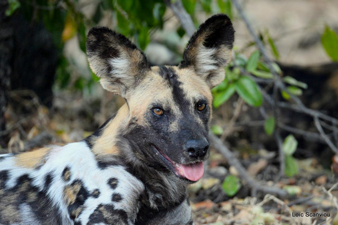 Lycaon/African Wild dog (7)