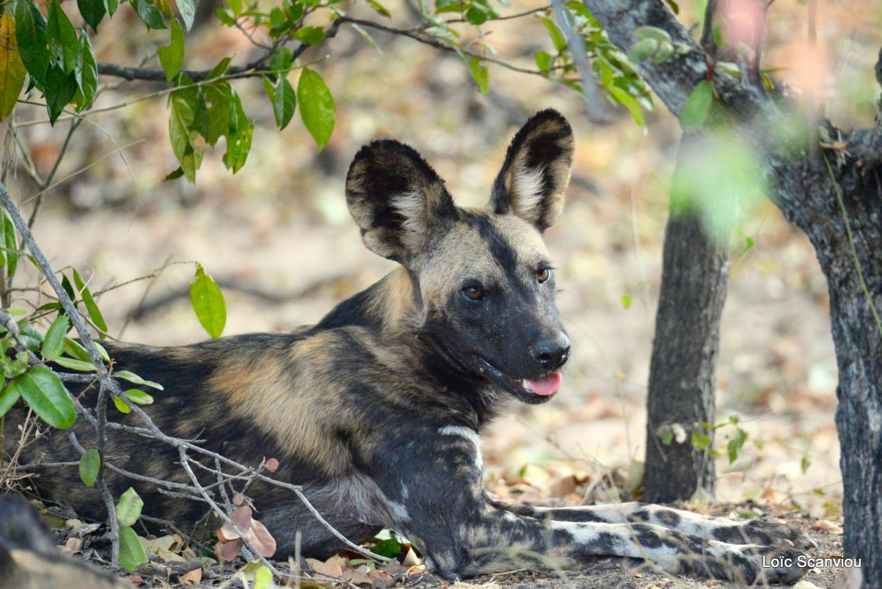 Lycaon/African Wild dog (8)