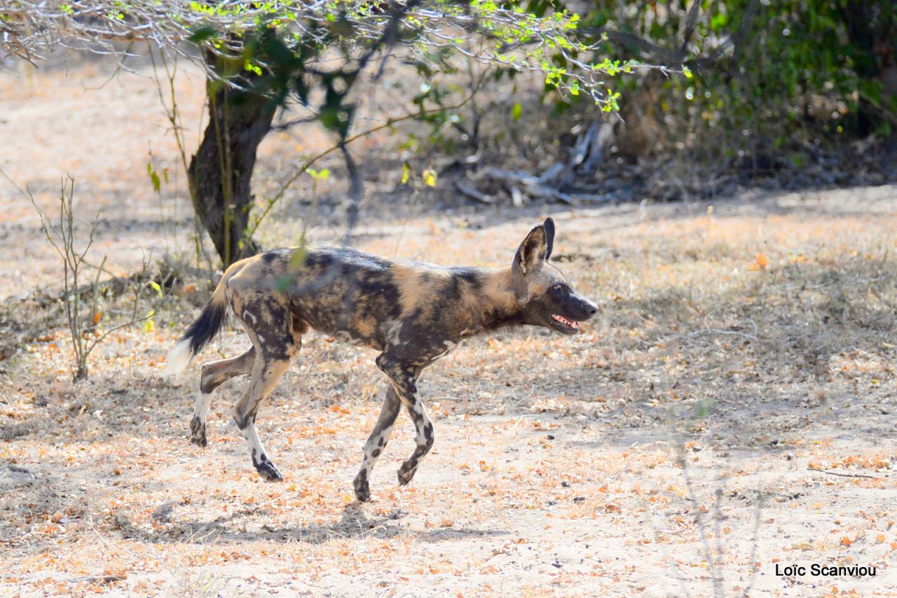 Lycaon/African Wild dog (9)