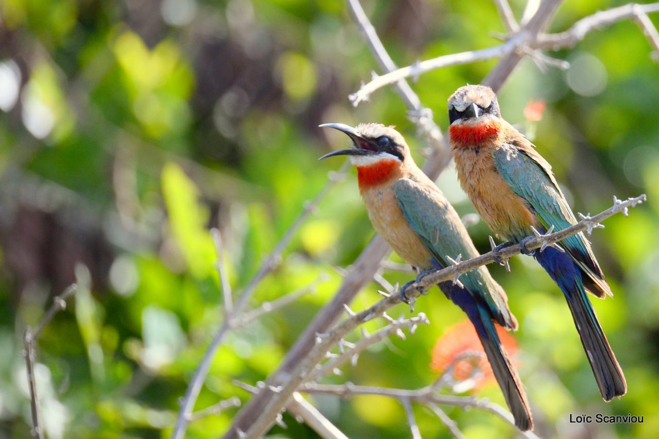 Guêpier à front blanc/White-fronted Bee-eater (3)