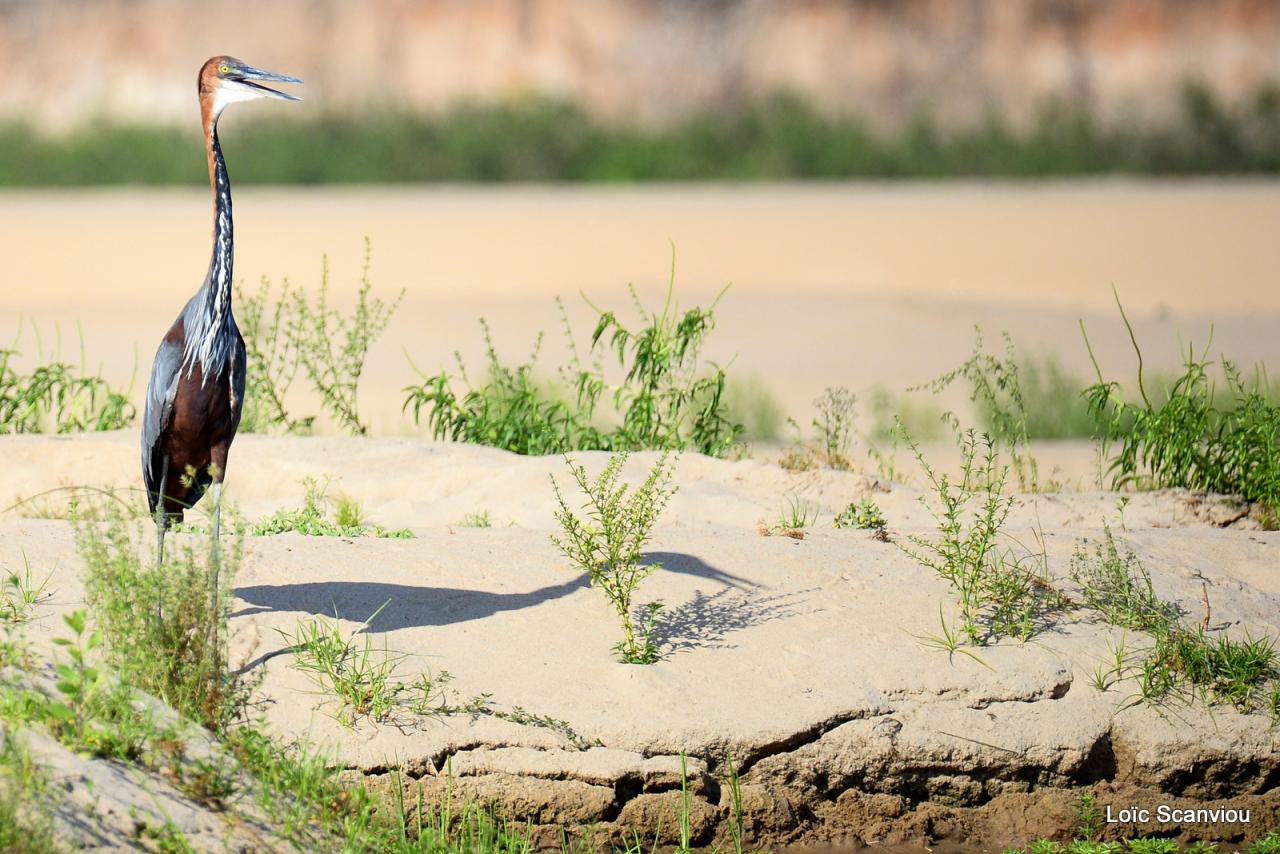 Héron goliath/Goliath Heron (5)