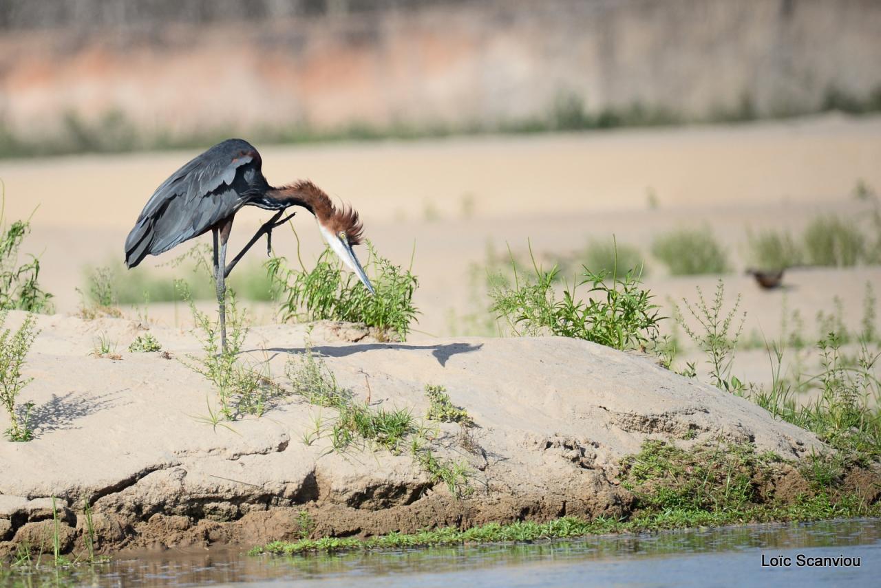 Héron goliath/Goliath Heron (6)