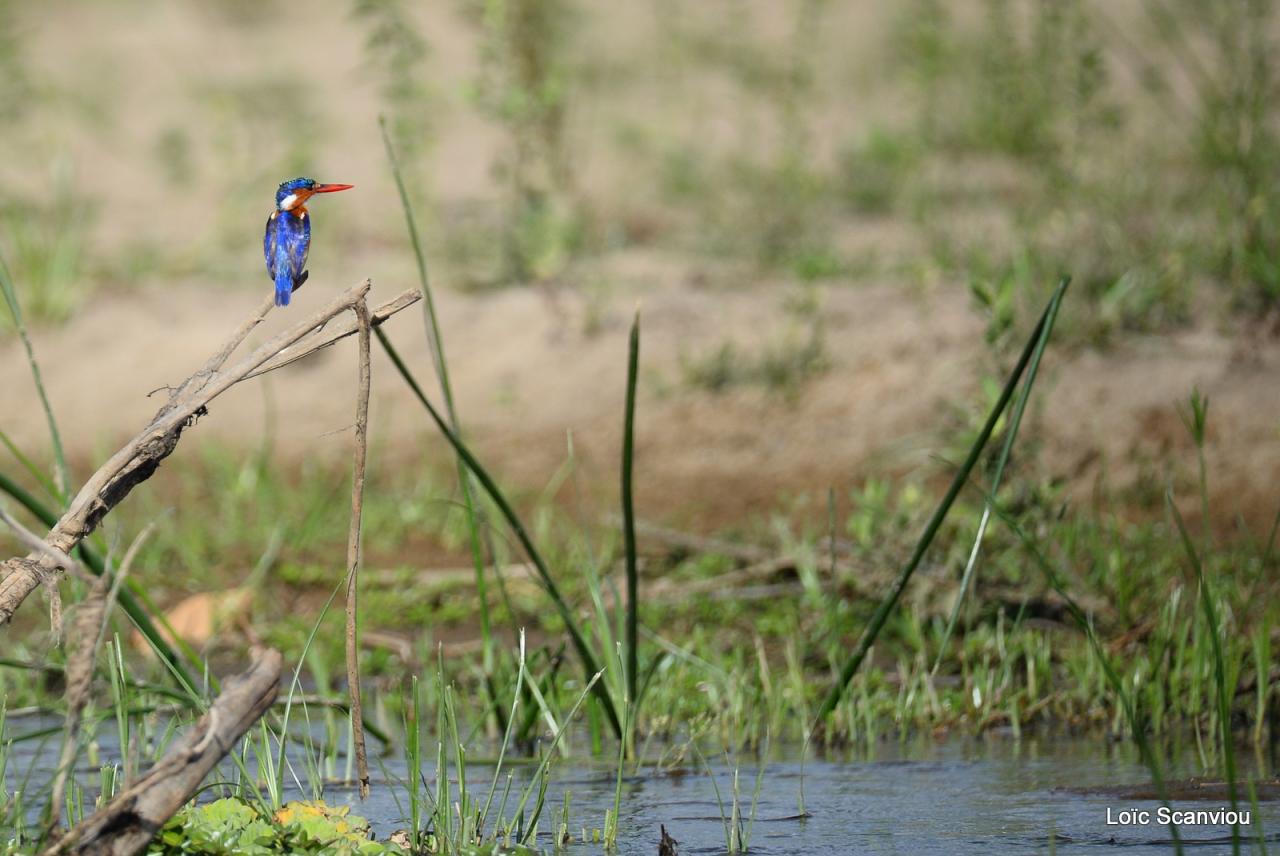 Martin-pêcheur huppé/Malachite Kingfisher (1)