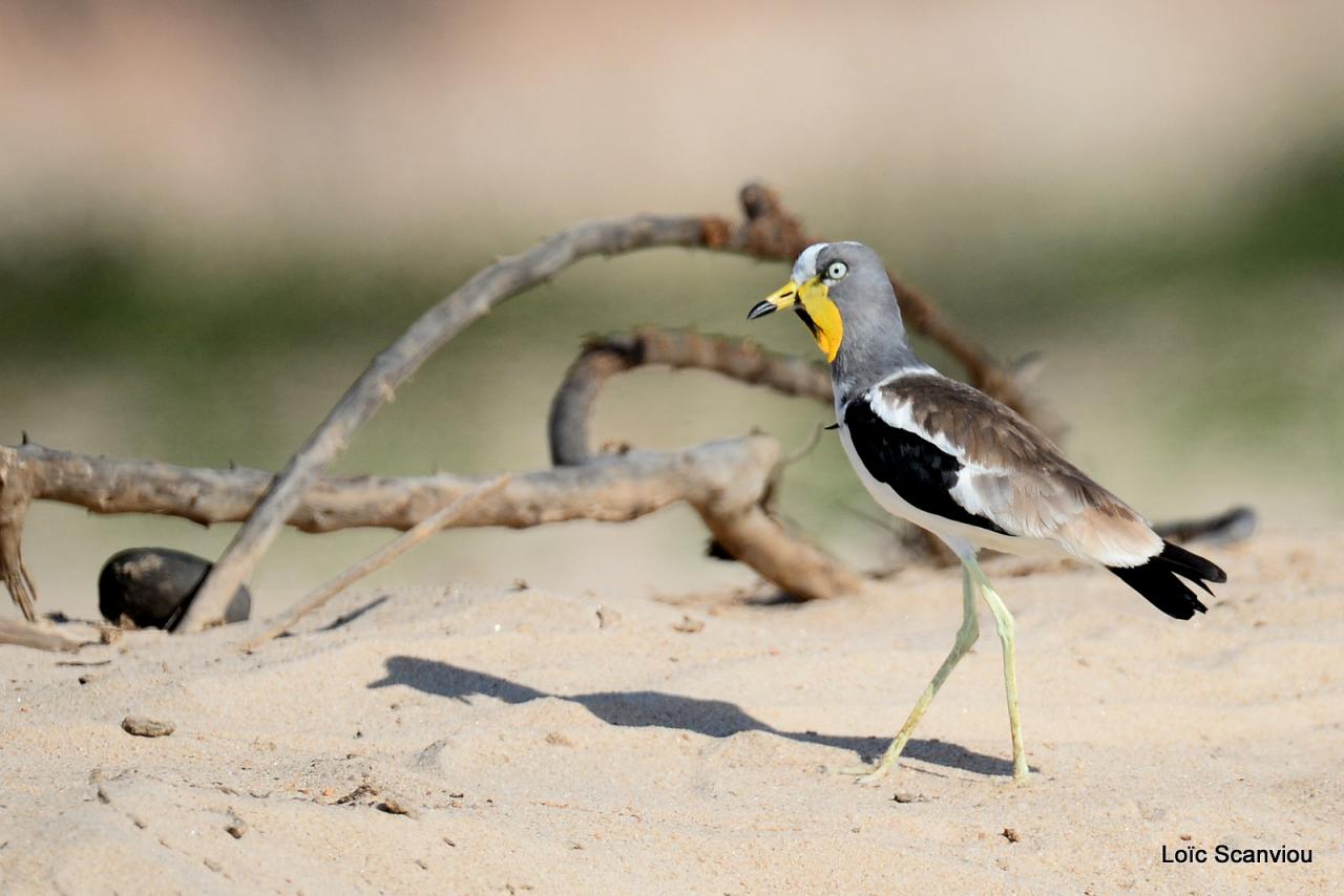 Vanneau du Sénégal/African Wattled Lapwing (1)