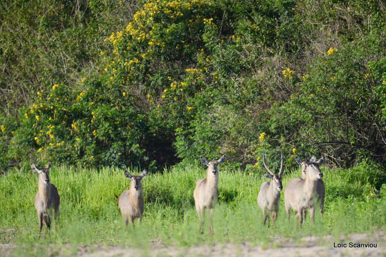 Cobe à croissant/Waterbuck (3)