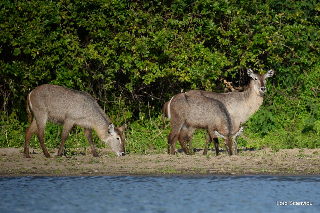 Cobe à croissant/Waterbuck (2)