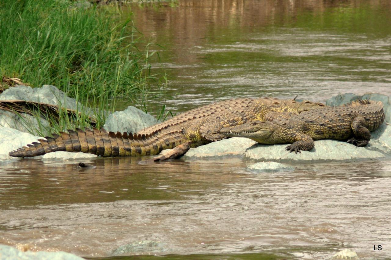 Crocodile (2)