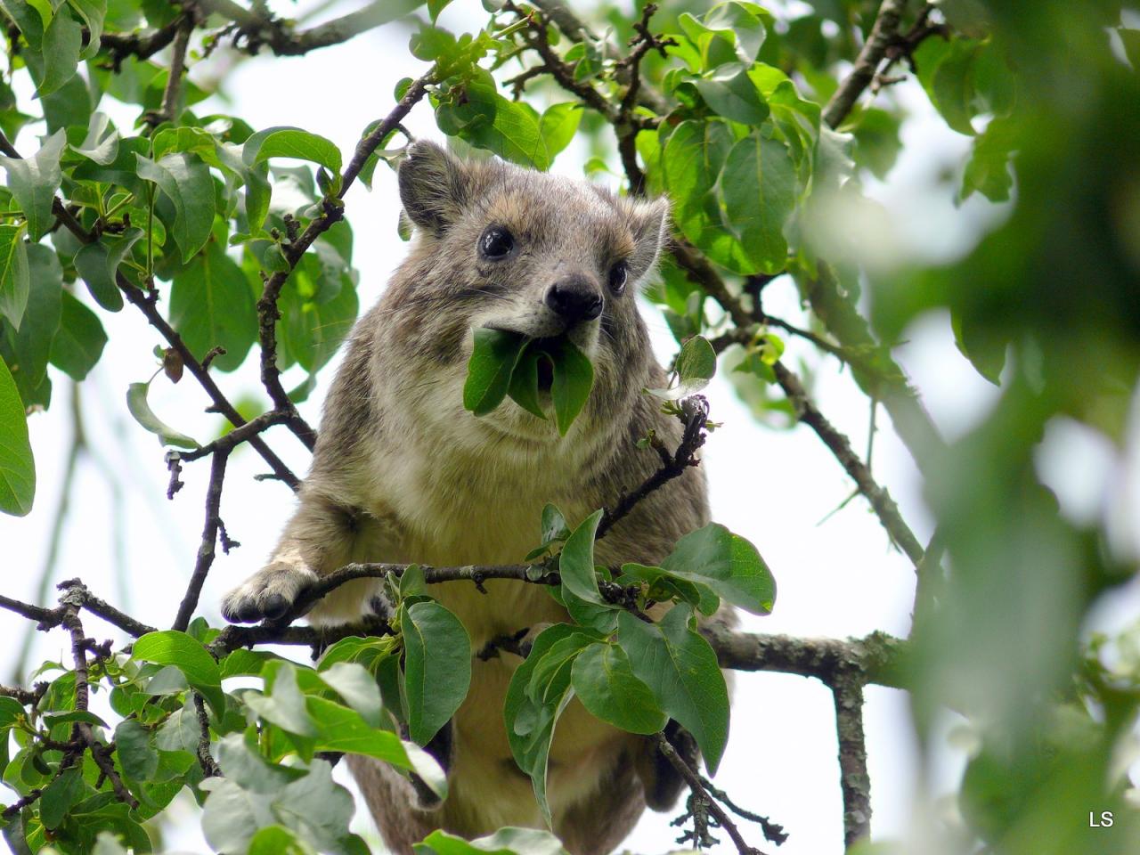 Daman des arbres/Tree Hyrax (1)