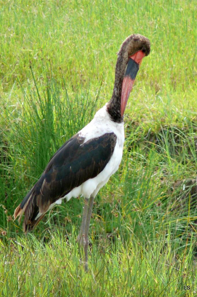 Jabiru d'Afrique/Saddle-billed Stork (1)