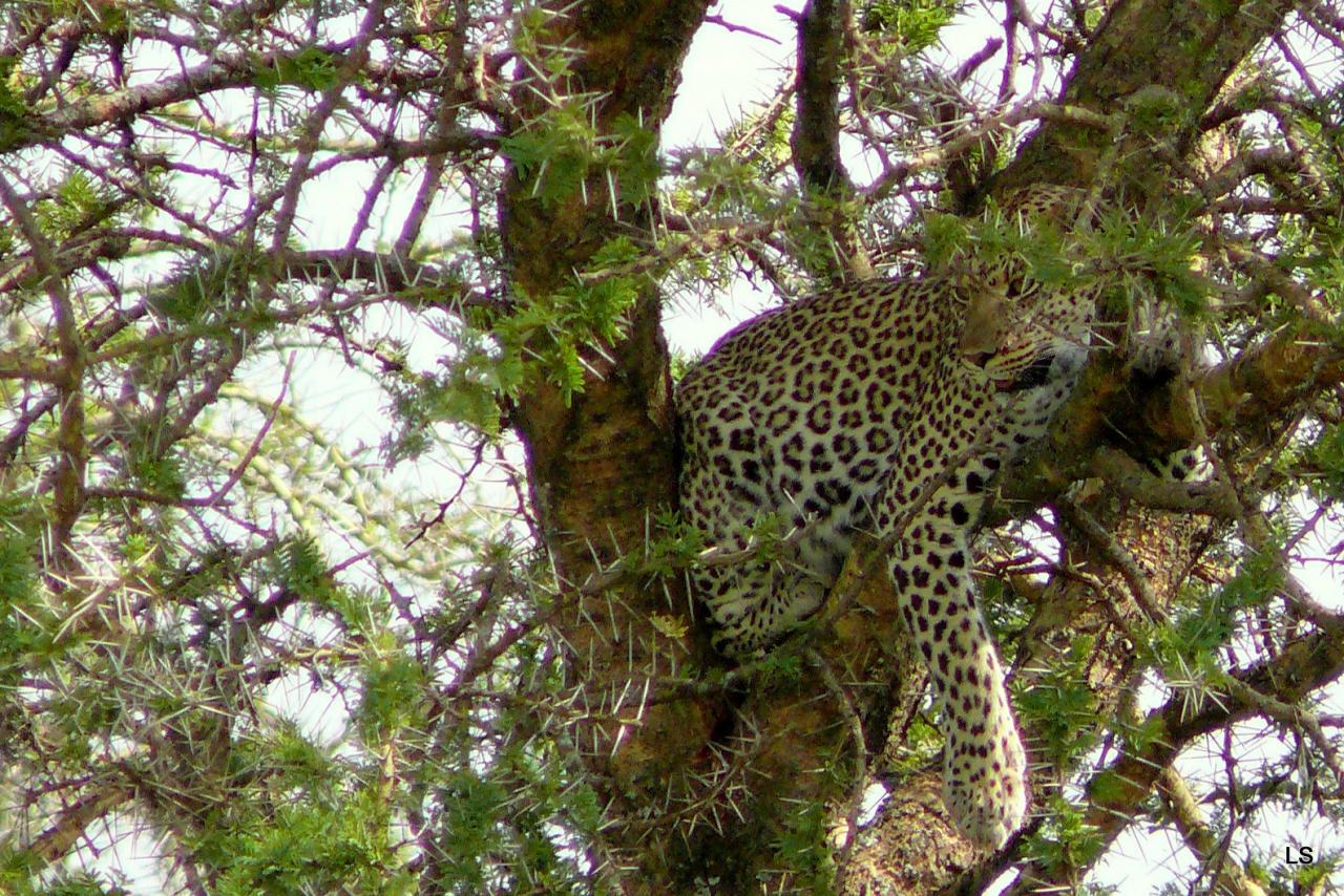 Léopard dans un arbre/Leopard on a tree (1)